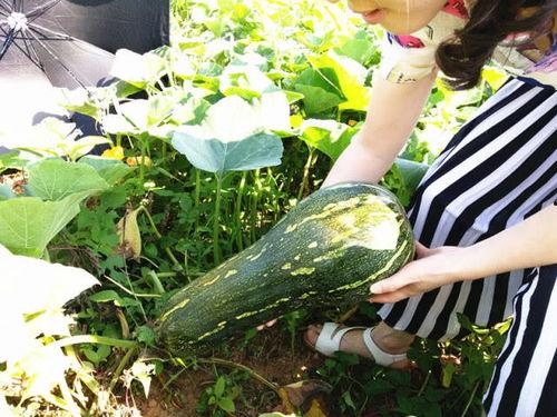 四姨子吃瓜原版,揭秘娱乐圈背后的八卦风云