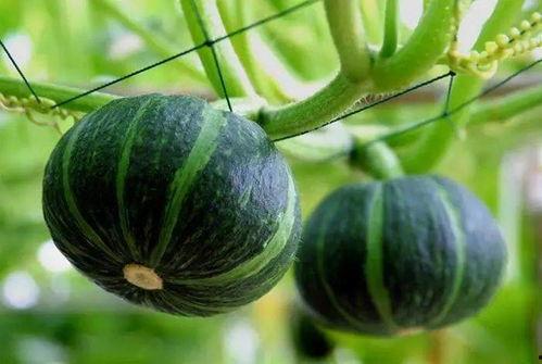 德化最近的吃瓜