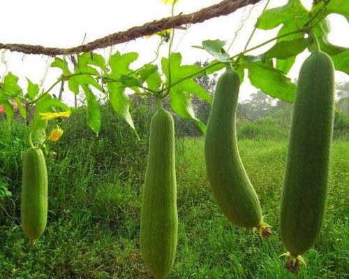 农村种的吃瓜,农村种植与生活画卷