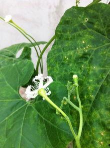 瓣花吃瓜