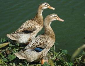 鸭子可以吃蒲瓜,鸭子的美味佳肴探索
