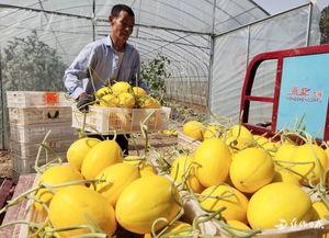 沁阳工贸吃瓜,吃瓜群众见证的职场风云录