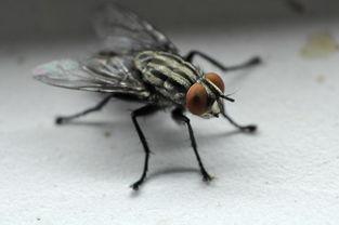 苍蝇吃瓜视频,揭秘夏日小趣事