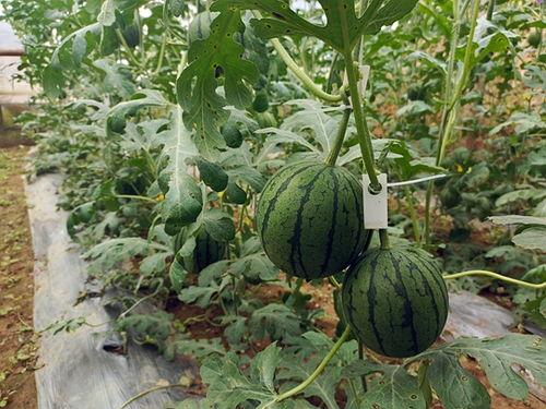 五一全网吃瓜事件,揭秘热点事件背后的真相与笑料