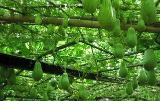 广东吃佛手瓜,佛手瓜美食之旅”