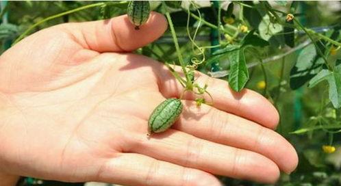 在户外摘瓜吃,体验田园乐趣