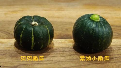 小南瓜吃瓜,小南瓜的甜蜜瓜果之旅