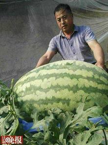 吃瓜胖娃娃,揭秘网络红人的爆红之路