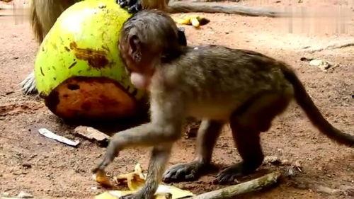 猴子吃椰瓜,森林中的美味邂逅