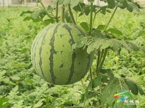 创造营吃瓜基地,吃瓜基地揭秘，明星幕后故事大曝光