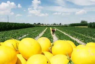 孕期吃蜜瓜好吗,孕期适量食用蜜瓜有益健康