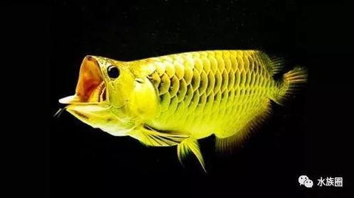 龙鱼吃角瓜,揭秘角瓜成为龙鱼新宠的秘密