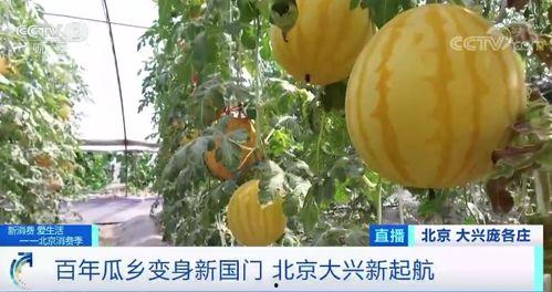 国服吃瓜现场,揭秘热门游戏背后的精彩故事