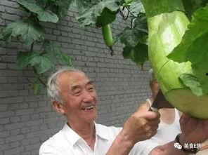 奇妙农场吃瓜,瓜果飘香，欢乐无限