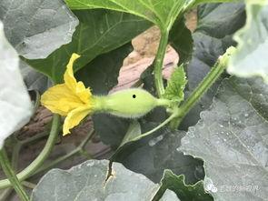 去瓜地找一个瓜吃,瓜地探险记