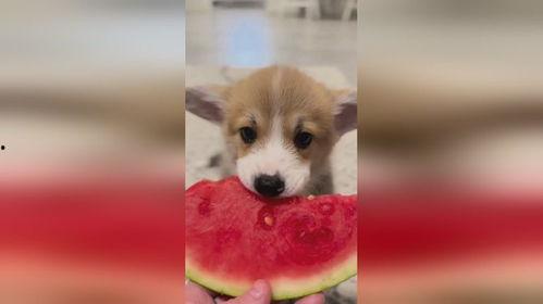 小狗吃瓜素材,小狗吃瓜萌态百出