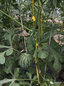 一亩瓜田吃瓜,共享甜蜜时光