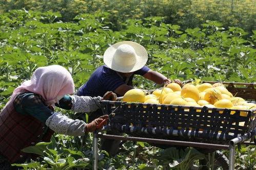 治沙吃瓜,治沙与吃瓜的绿色传奇