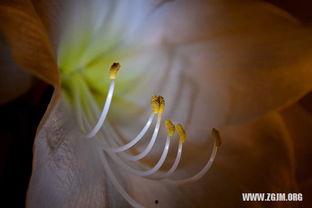 做梦梦到摘瓜吃瓜,摘瓜吃瓜的奇幻之旅