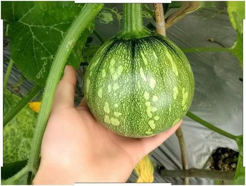 福建新娘瓜在哪吃,探寻最佳品尝之地