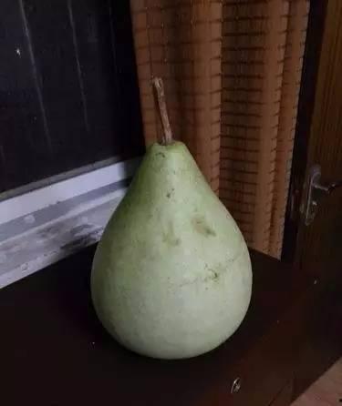 吃瓜多久可以结果,揭秘瓜果成熟周期