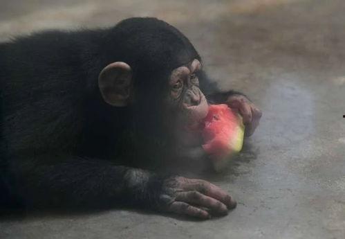 吃瓜成猩猩,揭秘网络迷因的神奇魅力