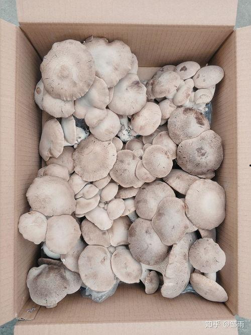 天山雪莲瓜怎么吃最好,解锁美味新境界