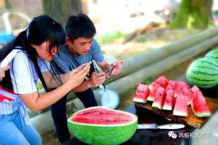 梦到去地里摘瓜吃,摘瓜吃瓜，探寻地里的神秘果实