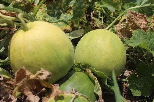 大玉吃瓜乐,揭秘娱乐圈幕后趣闻