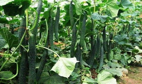 洋瓜哪个季节吃最好,最佳食用季节揭秘