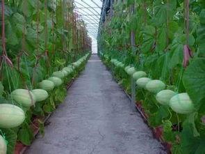 吃瓜群的利益,一场全民参与的娱乐盛宴