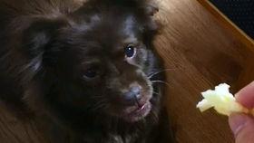 吃瓜狗子直播回放,揭秘网红幕后生活